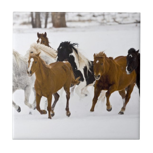 Azulejo De Cerámica Escenario invernal de caballos en carrera (Frente)