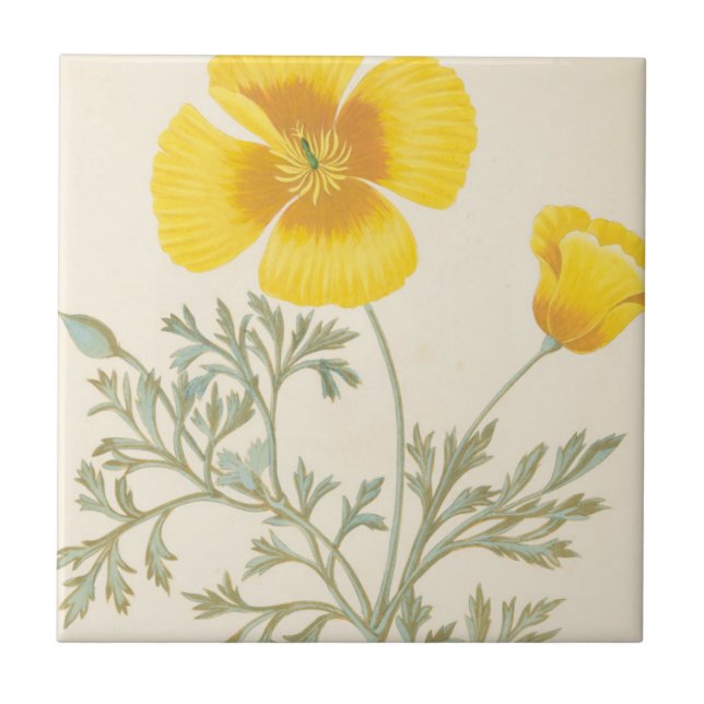 Azulejo De Cerámica Eschscholtzia californiano (Frente)