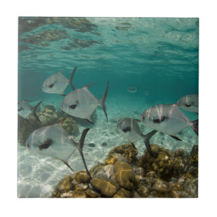Azulejo De Cerámica Escuela de peces permitidos