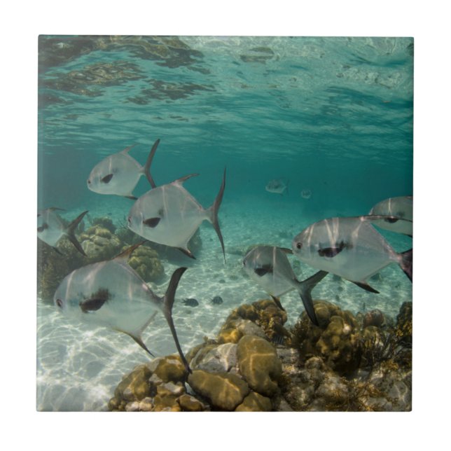Azulejo De Cerámica Escuela de peces permitidos (Frente)