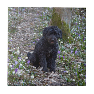 Azulejo De Cerámica Español de Black English Springer