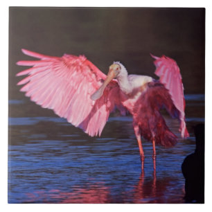 Azulejo De Cerámica Espátula rosada (Ajaia ajaja) con Cormorán
