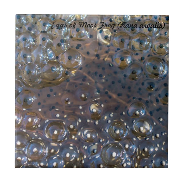 Azulejo De Cerámica Especie: Los huevos de amarran la rana (Frente)