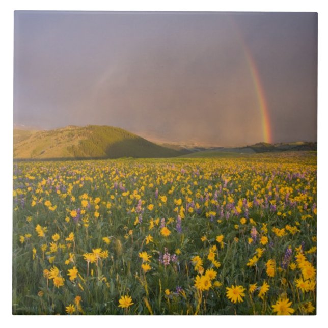 Azulejo De Cerámica Espectacular prado de flores silvestres al amanece (Frente)