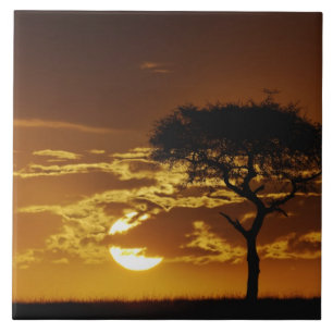 Azulejo De Cerámica Espina de los paraguas Acacia, Acacia tortilis,