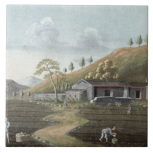 Azulejo De Cerámica Establecimiento del té (w/c en el papel)