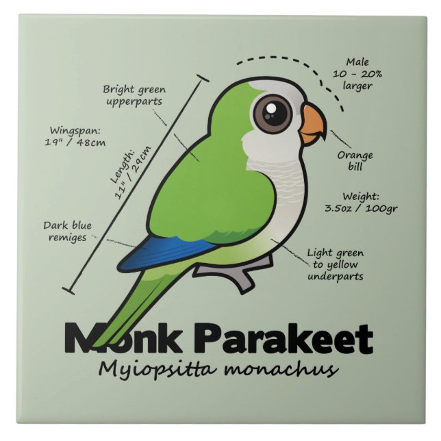 Azulejo De Cerámica Estadísticas del Parakeet del monje (Frente)