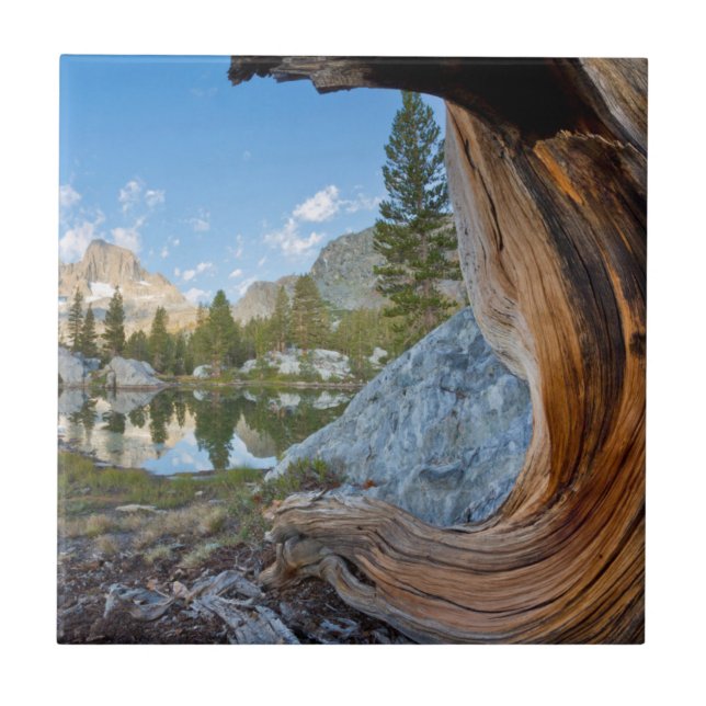 Azulejo De Cerámica Estados Unidos, California, Bosque Nacional Inyo.  (Frente)