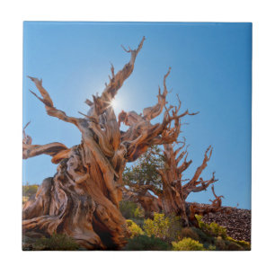 Azulejo De Cerámica Estados Unidos, California, Bosque Nacional Inyo 1
