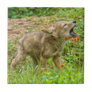 Azulejo De Cerámica Estados Unidos, Minnesota, Sandstone, Vida silvest