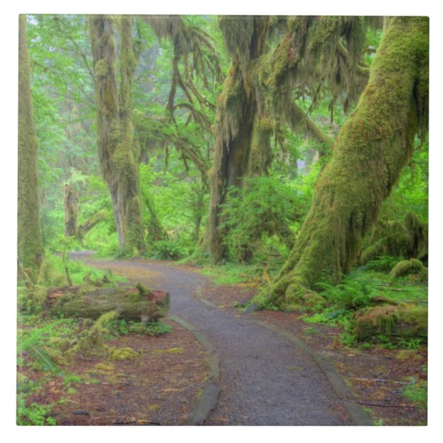 Azulejo De Cerámica Estados Unidos, Washington, Parque Nacional Olímpi (Frente)