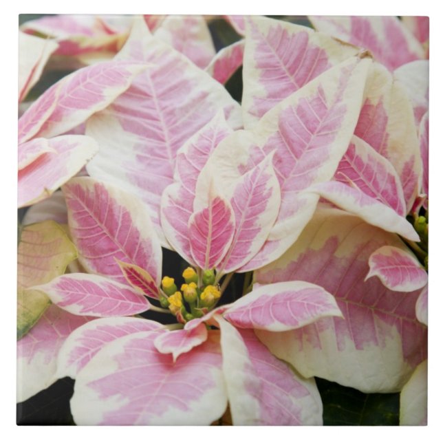 Azulejo De Cerámica Estados Unidos, Washington, Woodinville, la guarde (Frente)