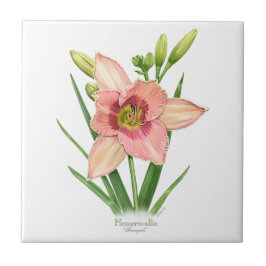 Azulejo De Cerámica Estilo de arte botánico de Hemerocallis naranja