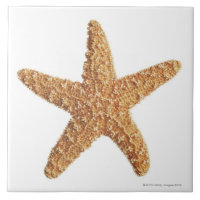 Estrellas de mar aisladas en blanco