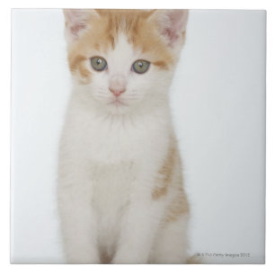 Azulejo De Cerámica Estudio tirado de gatito