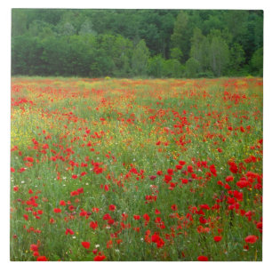 Azulejo De Cerámica Europa, Italia, Toscana, amapolas rojas en campo.