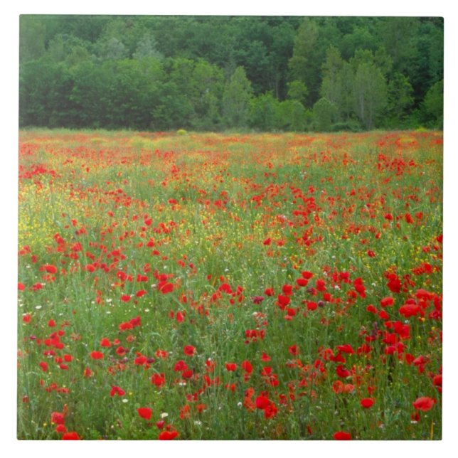 Azulejo De Cerámica Europa, Italia, Toscana, cachorros rojos en el cam (Frente)