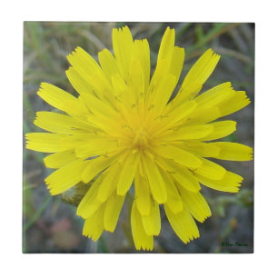 Azulejo De Cerámica F16 Yellow Wildflower King Devil