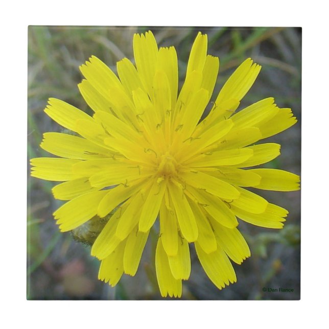 Azulejo De Cerámica F16 Yellow Wildflower King Devil (Frente)