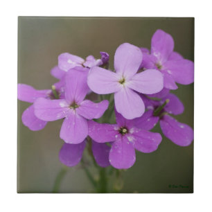 Azulejo De Cerámica F19 Flores Silvestres Purpúreas Damas de Noche