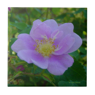 Azulejo De Cerámica F37 Rosa silvestre