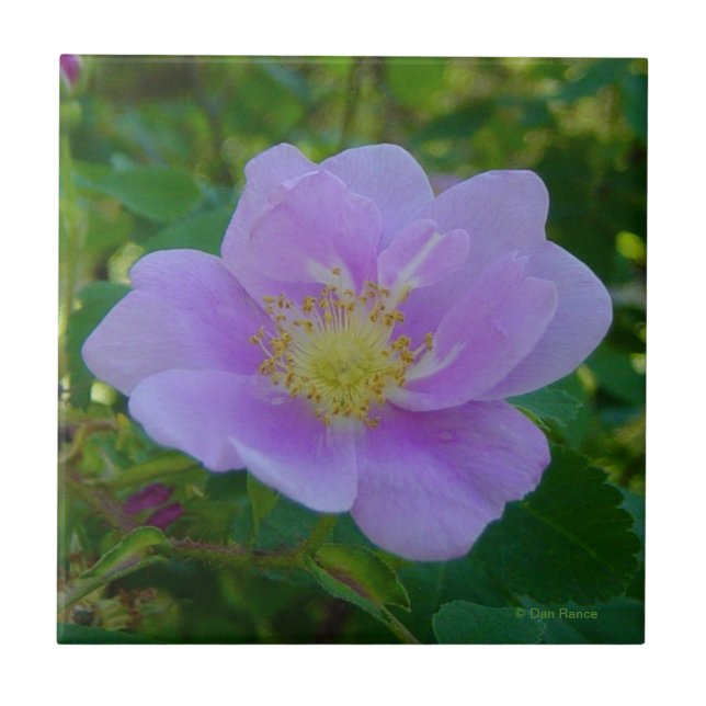 Azulejo De Cerámica F37 Rosa silvestre (Frente)