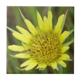 Azulejo De Cerámica F41 Flor Amarilla Silvestre Barba de Cabra