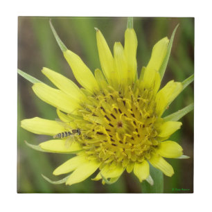 Azulejo De Cerámica F41 Flor Amarilla Silvestre Barba de Cabra