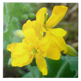 Azulejo De Cerámica F44 Flores silvestres amarillas mostaza salvaje