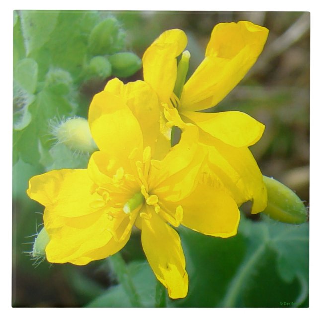 Azulejo De Cerámica F44 Flores silvestres amarillas mostaza salvaje (Frente)