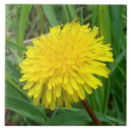 Azulejo De Cerámica F45 Diente de León "Taraxacum officinale"