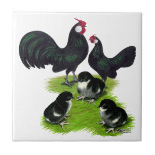 Azulejo De Cerámica Familia de Bantam Negro Rosecomb