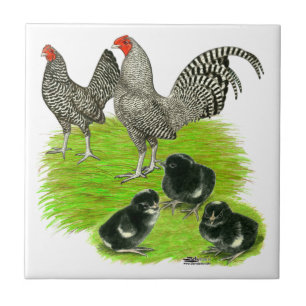 Azulejo De Cerámica Familia de la gallina enana Old English Barred