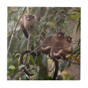 Azulejo De Cerámica Familia de monos tití