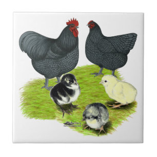 Azulejo De Cerámica Familia de pollos Orpington Blue