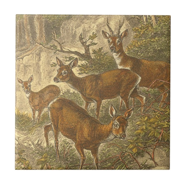 Azulejo De Cerámica Familia de Roe - Deers en un bosque (Frente)