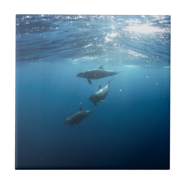 Azulejo De Cerámica Familia del delfín (Frente)