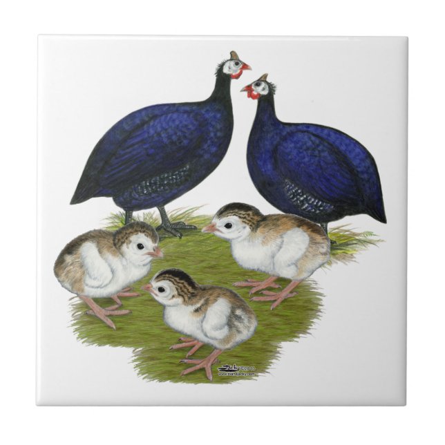 Azulejo De Cerámica Familia Purple Guinea (Frente)