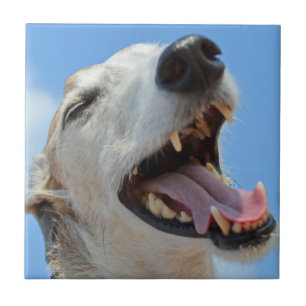 Azulejo De Cerámica Feliz Greyhound Smiilling Face Closeup