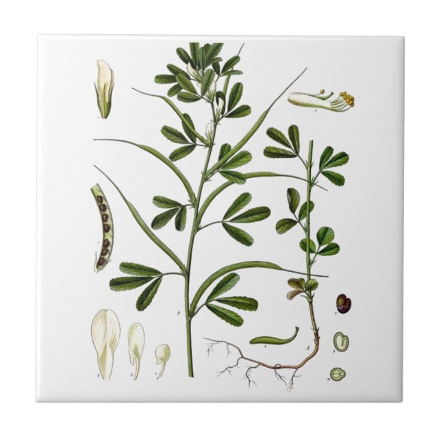Azulejo De Cerámica Fenugreek (Frente)
