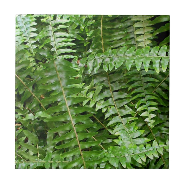 Azulejo De Cerámica Fern Fronds I Green Nature (Frente)