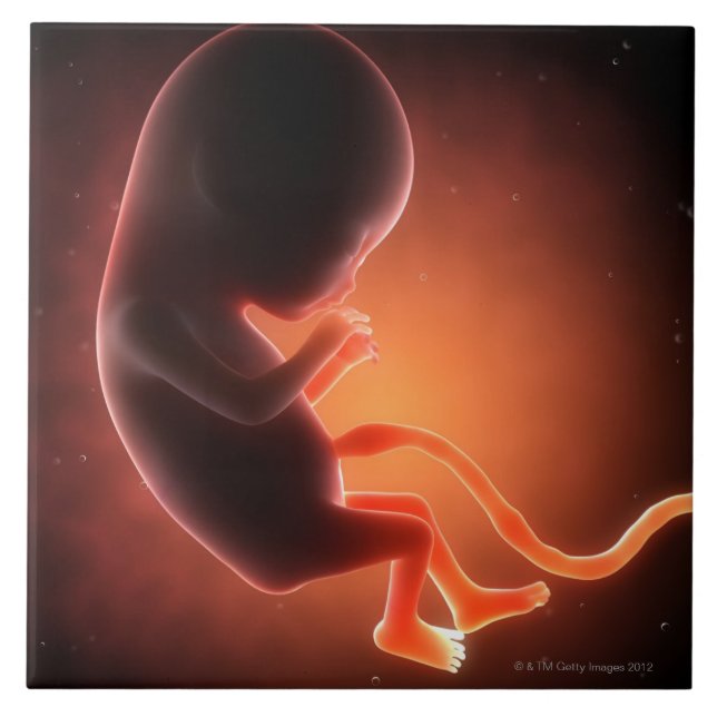 Azulejo De Cerámica Feto viejo de dos meses (Frente)