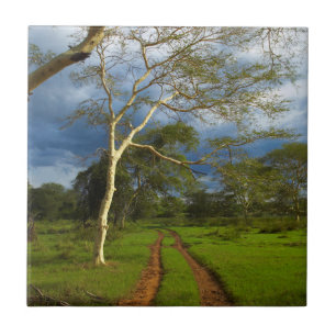 Azulejo De Cerámica Fever Tree (Acacia Xanthophloea) Por Dirt Track