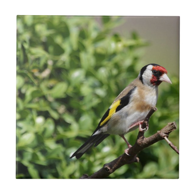 Azulejo De Cerámica FInch (Frente)