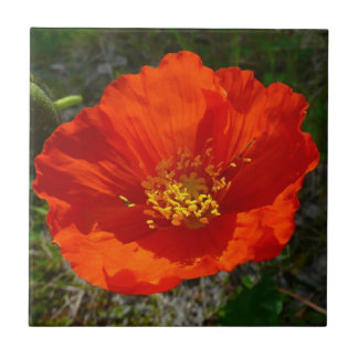 Azulejo De Cerámica Flor colorida de adormidera roja de Alaska