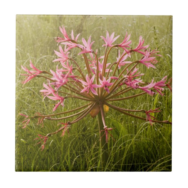 Azulejo De Cerámica Flor de Candelabra (Brunsvigia Radulosa) (Frente)