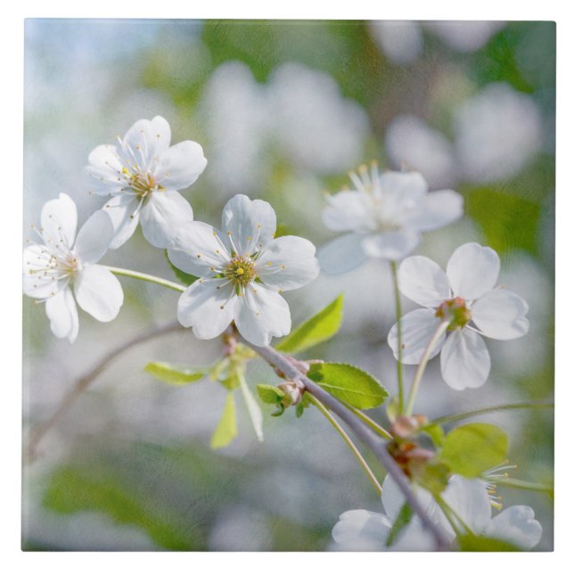 Azulejo De Cerámica Flor de cerezo blanco (Frente)