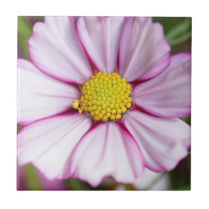 Azulejo De Cerámica Flor de Cosmos (bidens formosa)