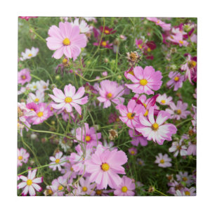 Azulejo De Cerámica Flor de Cosmos (Bidens Formosa). Kirkwood