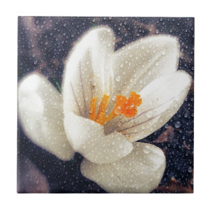 Azulejo De Cerámica Flor de Crocus Rainy Day